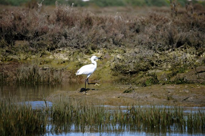 2-hour Bird Watching Guided Boat Trip in Ria Formosa from Faro Algarve - Oyster beds, clam farms, and the working lagoon