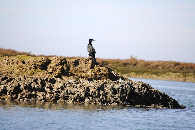 2-hour Bird Watching Guided Boat Trip in Ria Formosa from Faro Algarve - How much value do you get for $48.27?