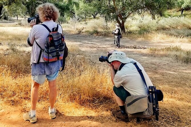 2hr Walk in a Cork Forest - Choosing the walking option or a Jeep ride