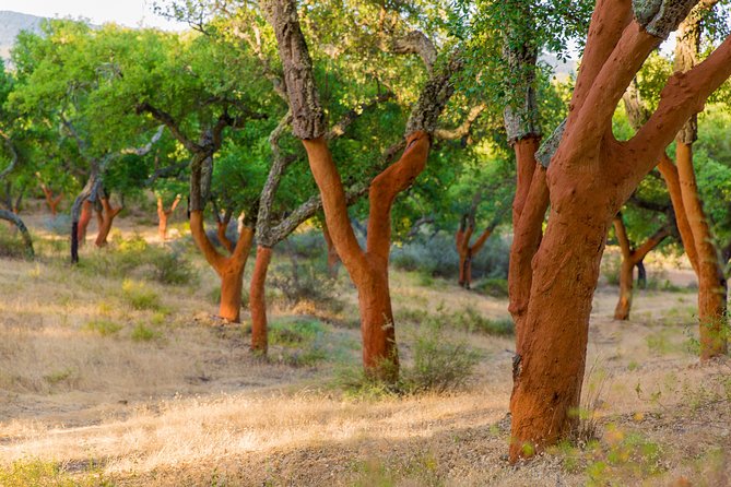 2hr Walk in a Cork Forest - Walking among cork and holm oaks