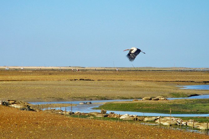 3-Hour Boat Tour in Ria Formosa on Olhão Algarve - Starting from Olhão and entering Ria Formosa