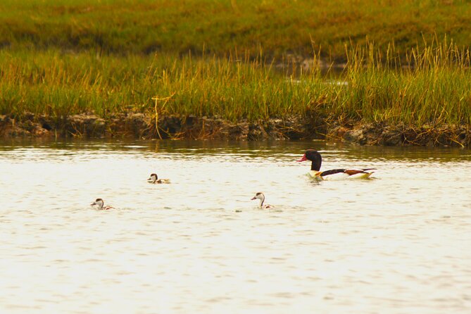 6 hour boat tour navegating through the Islands of Ria Formosa National Park - Why Ria Formosa works so well by boat