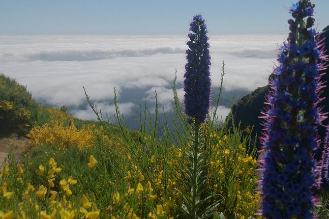 Achadas Teixeira- Pico Ruivo -& Pico pedras/Queimadas forest walk - What the guides add to the experience