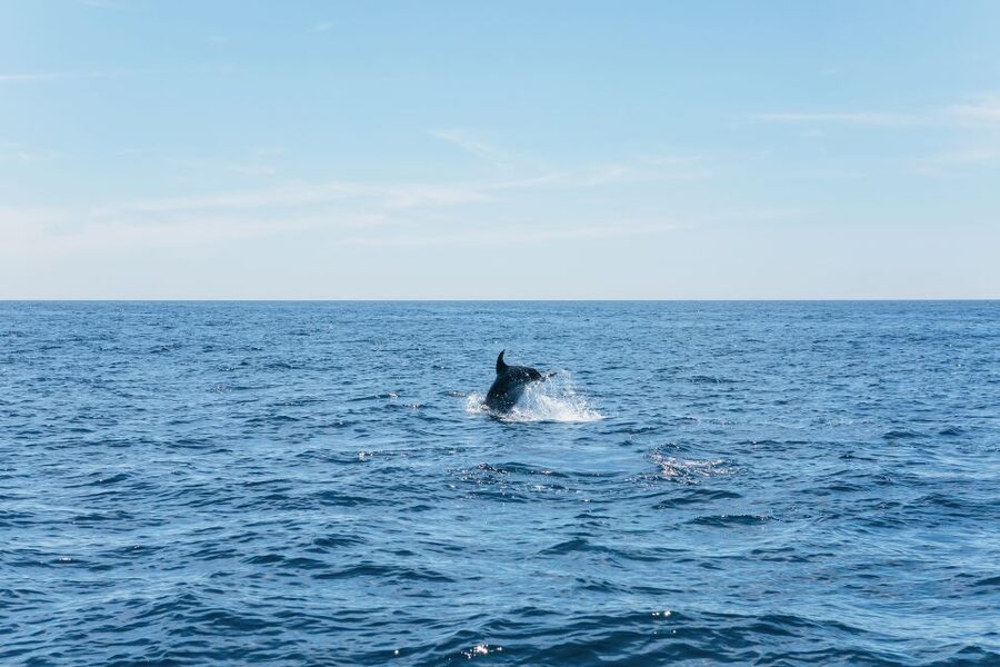 Albufeira: 2.5-Hour Benagil Caves & Dolphin Watching - The dolphin search offshore