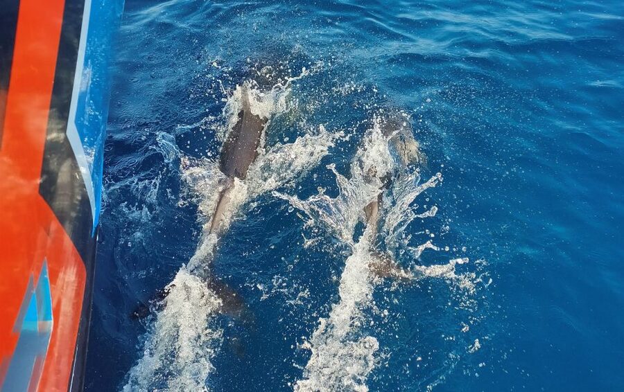 Albufeira: 2.5-Hour Dolphin Watching and Caves Trip - What this Albufeira boat trip actually delivers