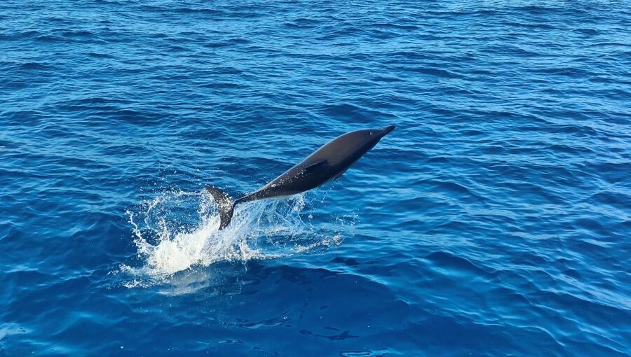 Albufeira: 2.5-Hour Dolphin Watching and Caves Trip - Searching offshore for wild dolphins