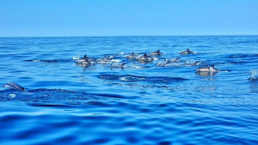 Albufeira: Benagil Cave and Dolphin Sightseeing Boat Cruise - Is $47 a Fair Price?