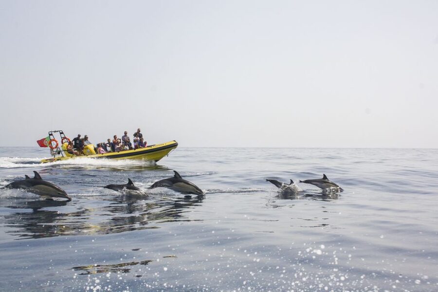 Albufeira: Benagil Caves & Dolphin Watching Speed Boat Tour - The 18-kilometer Algarve coastline