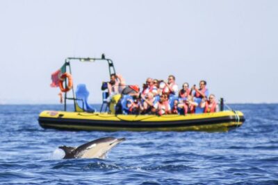 Benagil Caves & Dolphin Watching Speed Boat Tour