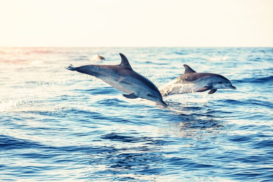 Albufeira: Benagil Caves & Dolphin Watching Speed Boat Tour - How the small group format affects the experience