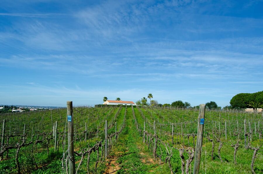 Albufeira: City Highlights & WINE TASTING - How the timing works in real life