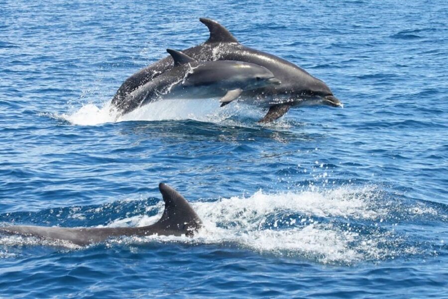 Albufeira: Dolphin Watching and Benagil Cave - Key points to know before you book