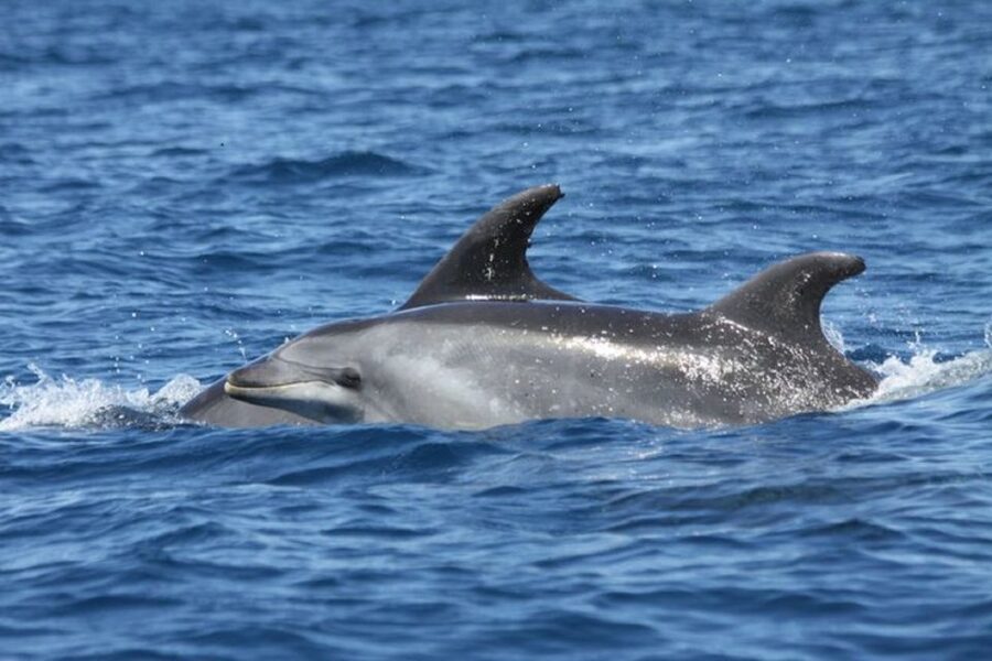 Albufeira: Dolphin Watching and Benagil Cave - Should you book the XRide dolphin and Benagil cruise?