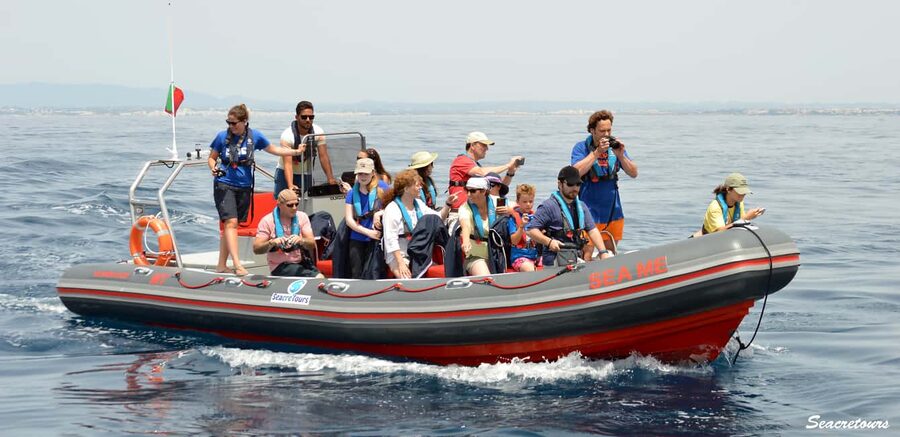 Albufeira: Dolphin Watching and Benagil Cave Boat Cruise - A fast start from Albufeira Marina