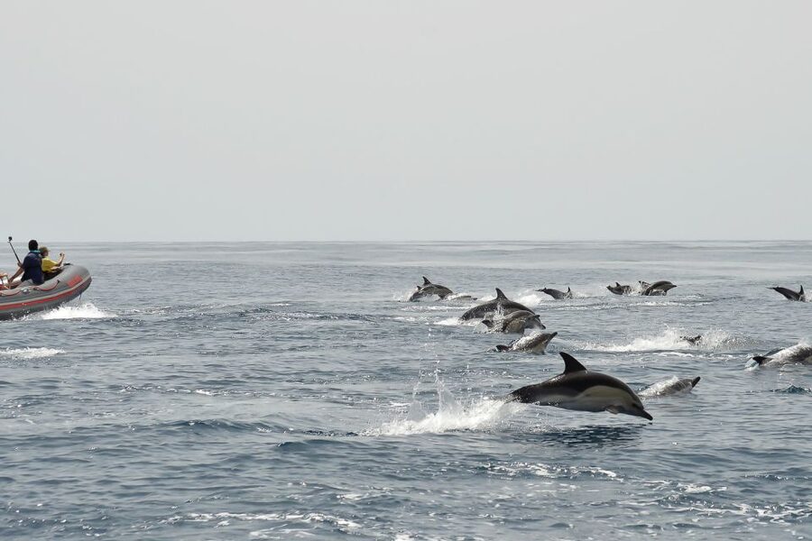 Albufeira: Dolphin Watching and Benagil Cave Boat Cruise - The guides make a practical difference