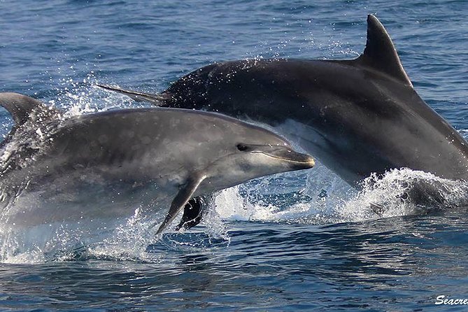Albufeira: Dolphins and Caves Tour - Setting out from Albufeira Marina