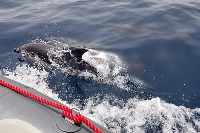 Albufeira: Dolphins and Caves Tour - Along the Algarve coast to Benagil