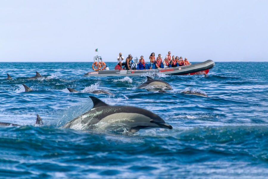 Albufeira: Dolphins, Benagil Caves and Coastline Boat Tour - Why the RIB makes a difference
