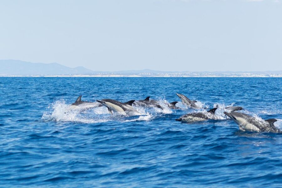 Albufeira: Dolphins, Benagil Caves and Coastline Boat Tour - What the 2.5-hour schedule feels like