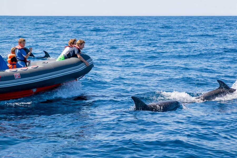 Albufeira: Dolphins, Benagil Caves and Coastline Boat Tour - The guide makes the difference