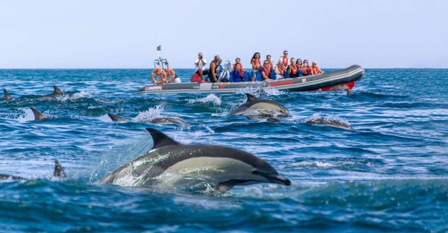 Albufeira: Dolphins, Benagil Caves and Coastline Boat Tour - Is $34 a good value?