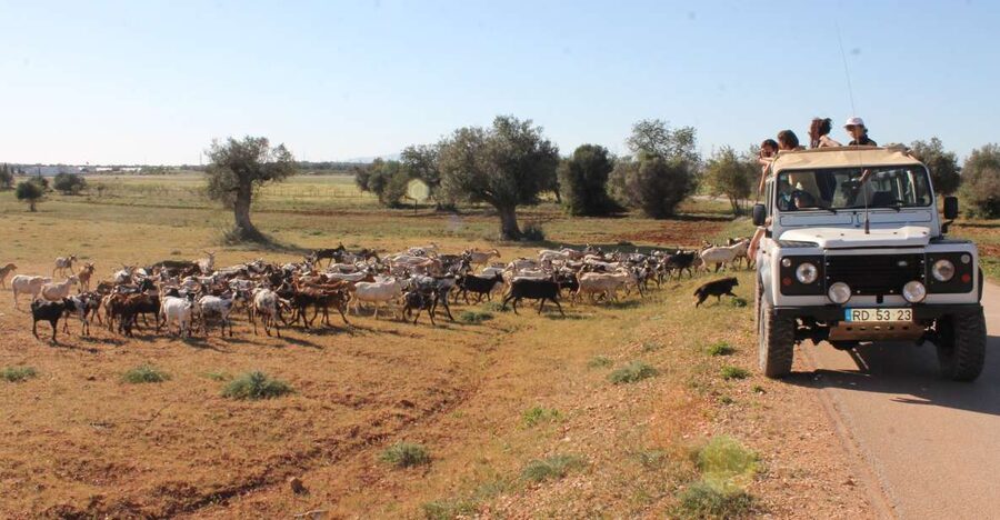 Albufeira: Jeep Safari Half-Day Countryside Tour - Key points at a glance