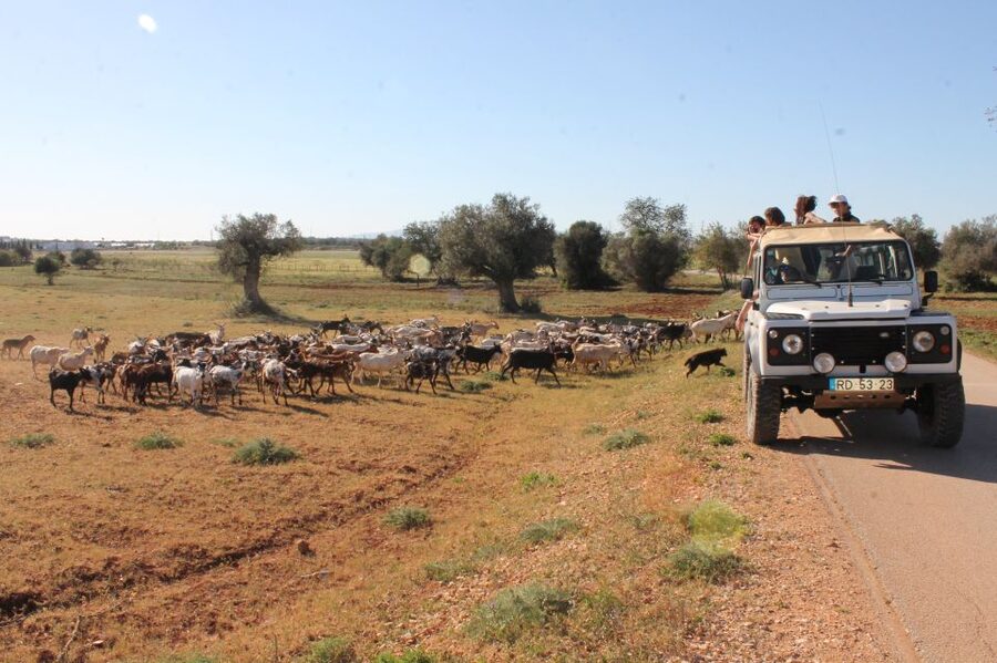 Albufeira: Jeep Safari Half-Day Countryside Tour - Paderne Castle, a short stop with a strong sense of place