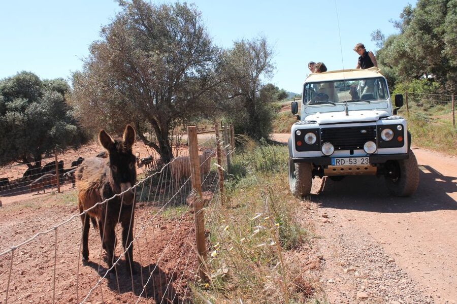 Albufeira: Jeep Safari Half-Day Countryside Tour - The ride itself: fun, noisy, and not especially smooth
