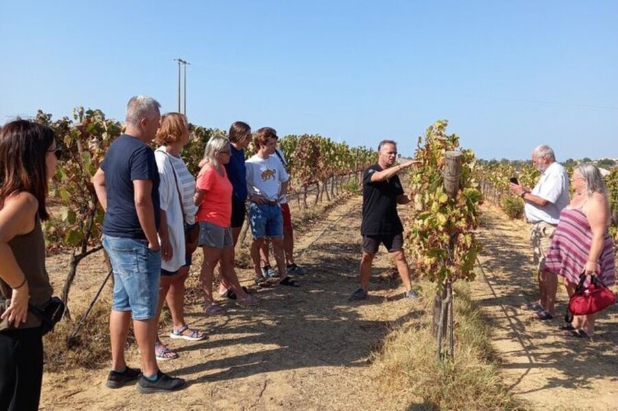 Albufeira/Vilamoura: Winery Tour with Wine Tasting and Tapas - Four Portuguese wines, explained without the fuss