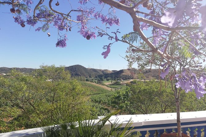 Albufeira Wine Tasting: Boutique Winery Tour & Historic Silves - Inside the winery, from grape to bottle