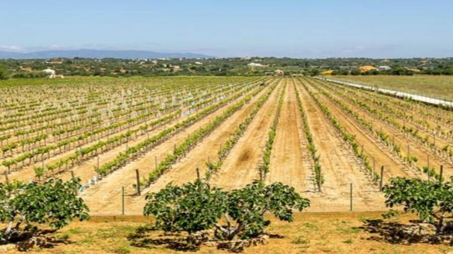 Algarve: Classic Wine Tour & Tasting in Silves - The Vineyard: A Short Introduction to Algarve Grapes