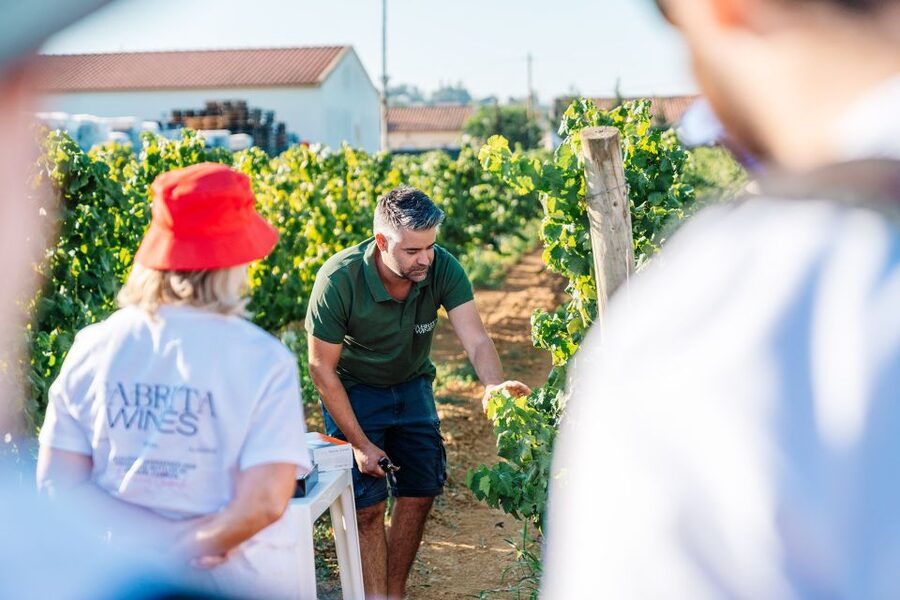 Algarve: Classic Wine Tour & Tasting in Silves - Tasting Three Classic Wines With Local Food