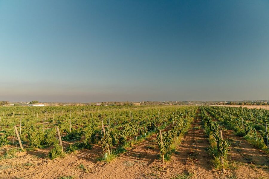 Algarve: Classic Wine Tour & Tasting in Silves - Who Should Book This Wine Visit