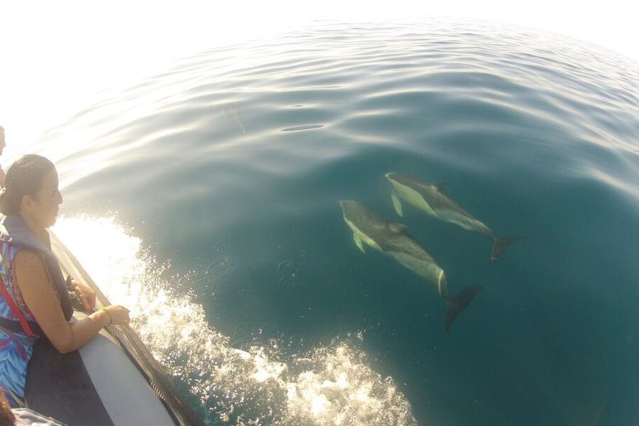 Algarve Dolphin Watching & Marine Life Eco Tour - Key points to know before booking