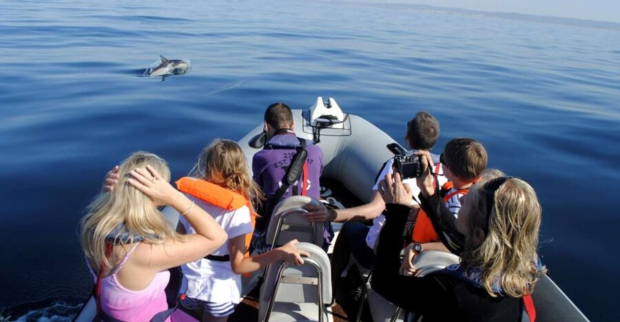 Algarve Dolphin Watching & Marine Life Eco Tour - Faro is the starting point, not just a meeting place