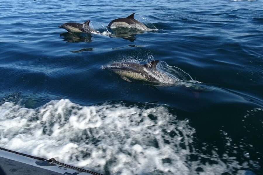Algarve Dolphin Watching & Marine Life Eco Tour - Farol, Culatra, and the barrier islands