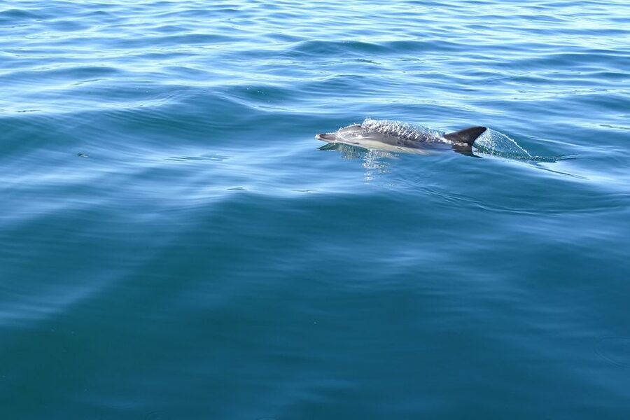 Algarve Dolphin Watching & Marine Life Eco Tour - The open Atlantic search for dolphins