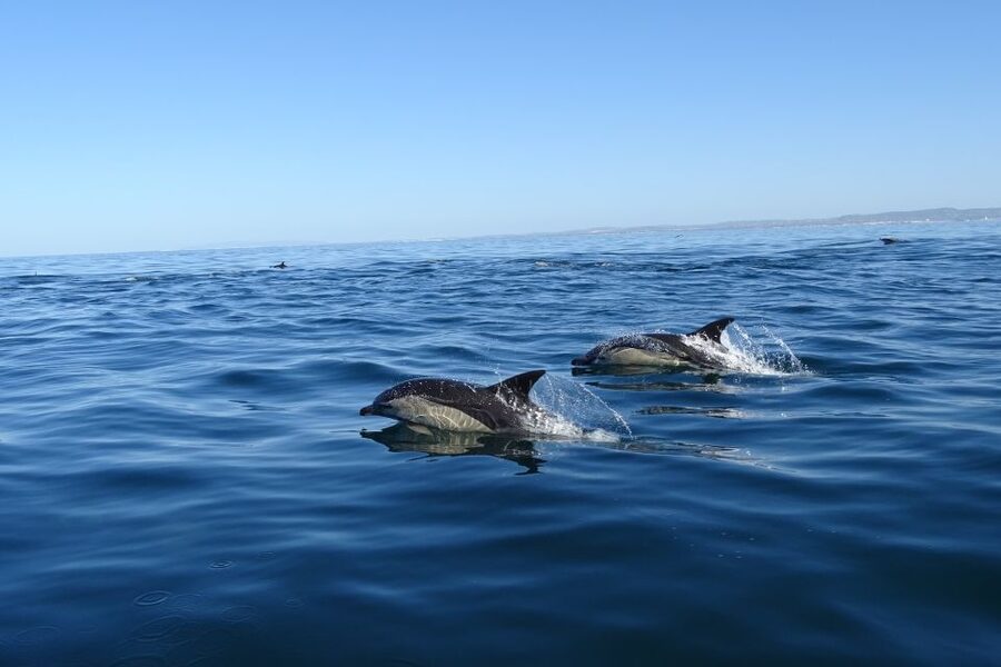 Algarve Dolphin Watching & Marine Life Eco Tour - Why the guide matters