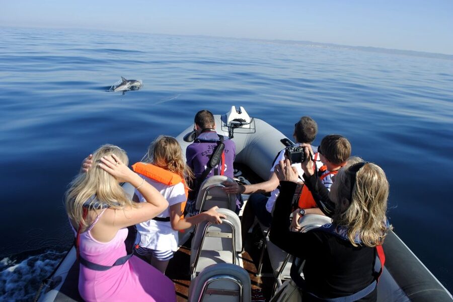 Algarve Dolphin Watching & Marine Life Eco Tour - The RIB boat: safe, open, and not especially spacious