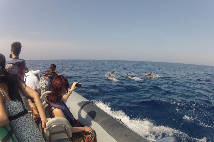 Algarve Dolphin Watching & Marine Life Eco Tour - Timing, weather, and the value of $64