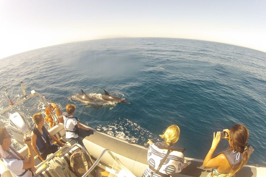 Algarve Dolphin Watching & Marine Life Eco Tour - What to bring and what to leave behind
