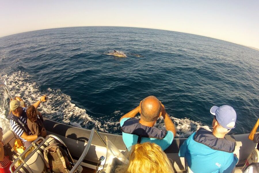 Algarve Dolphin Watching & Marine Life Eco Tour - The first 30 minutes through Ria Formosa