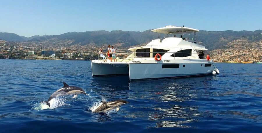 All Inclusive Whale and Dolphin Watching Luxury Tour - Searching for Dolphins, Whales, and Turtles