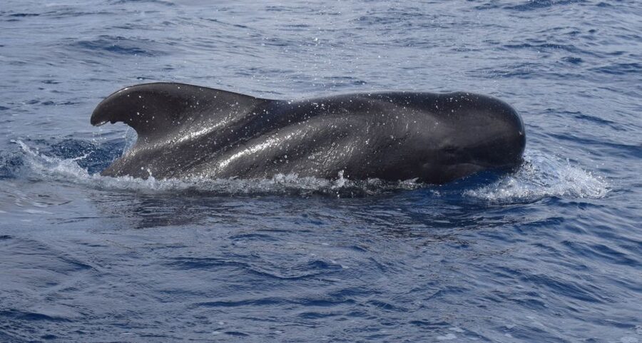 All Inclusive Whale and Dolphin Watching Luxury Tour - Swimming Beneath the 586-Meter Cabo Girão Cliff