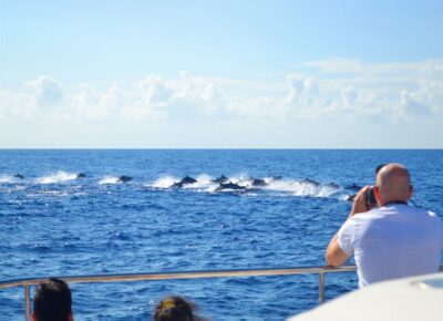 All Inclusive Whale and Dolphin Watching Luxury Tour