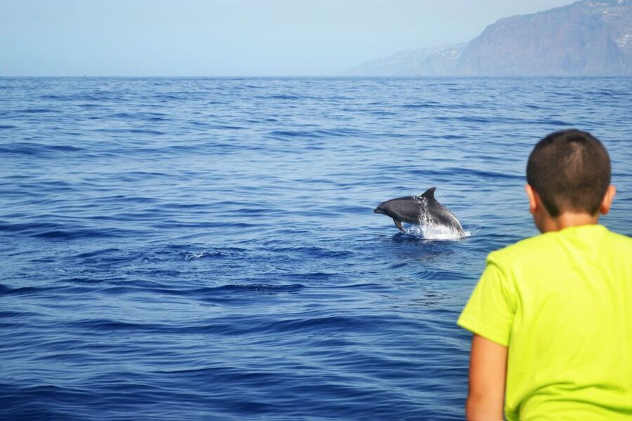 All Inclusive Whale and Dolphin Watching Luxury Tour - Why the Small Group Changes the Experience
