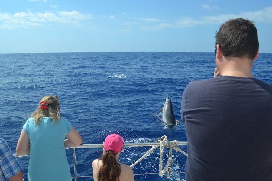 All Inclusive Whale and Dolphin Watching Luxury Tour - Should You Book It?