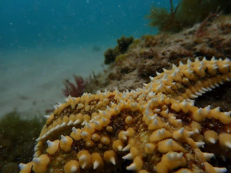 Arrábida Marine Reserve: Kayaking & Snorkeling Tour - Guides who keep beginners moving