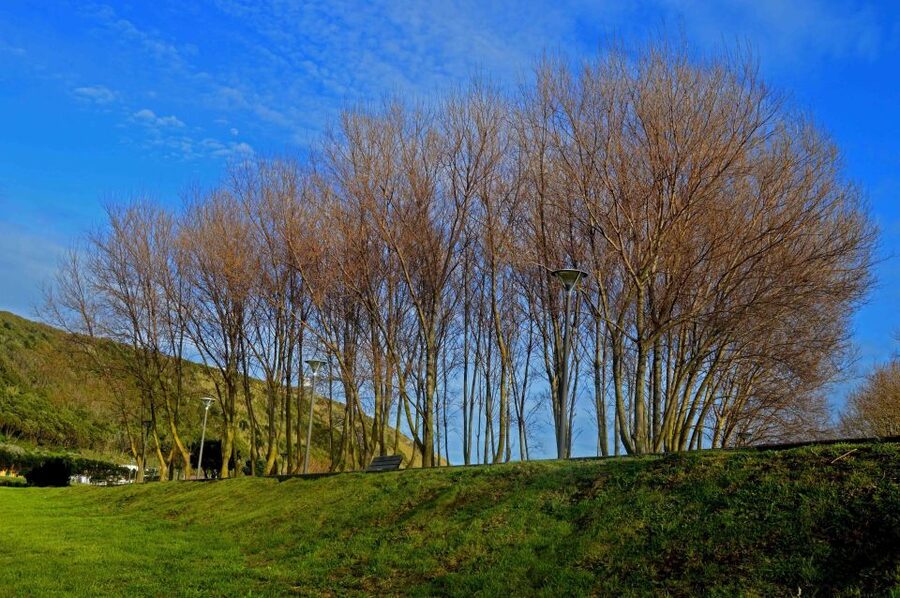 Azores: Terceira Island Full-Day Tour - Biscoitos: Volcanic Ground by the Coast