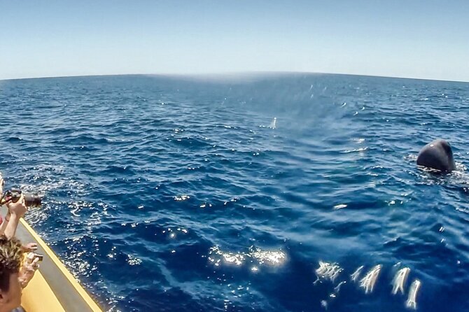 Azores Whale Watching & Islet Boat Tour - What the $71.83 price buys you
